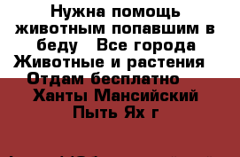 Нужна помощь животным попавшим в беду - Все города Животные и растения » Отдам бесплатно   . Ханты-Мансийский,Пыть-Ях г.